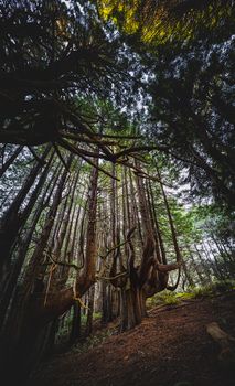 Capture the serene beauty of a dense forest with towering trees and a lush canopy.