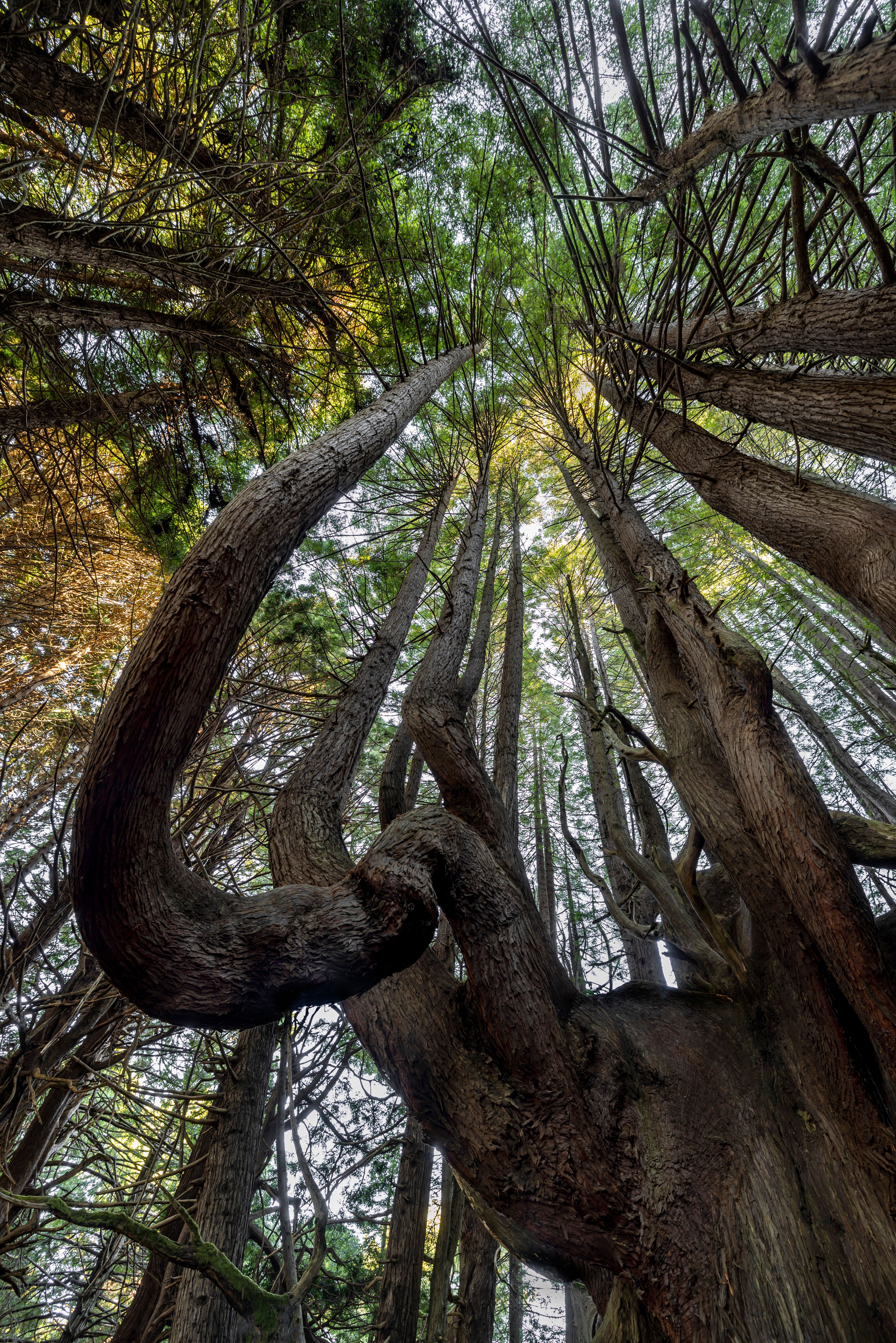 Majestic Forest Canopy with Tall Curved Trees · Free Stock Photo