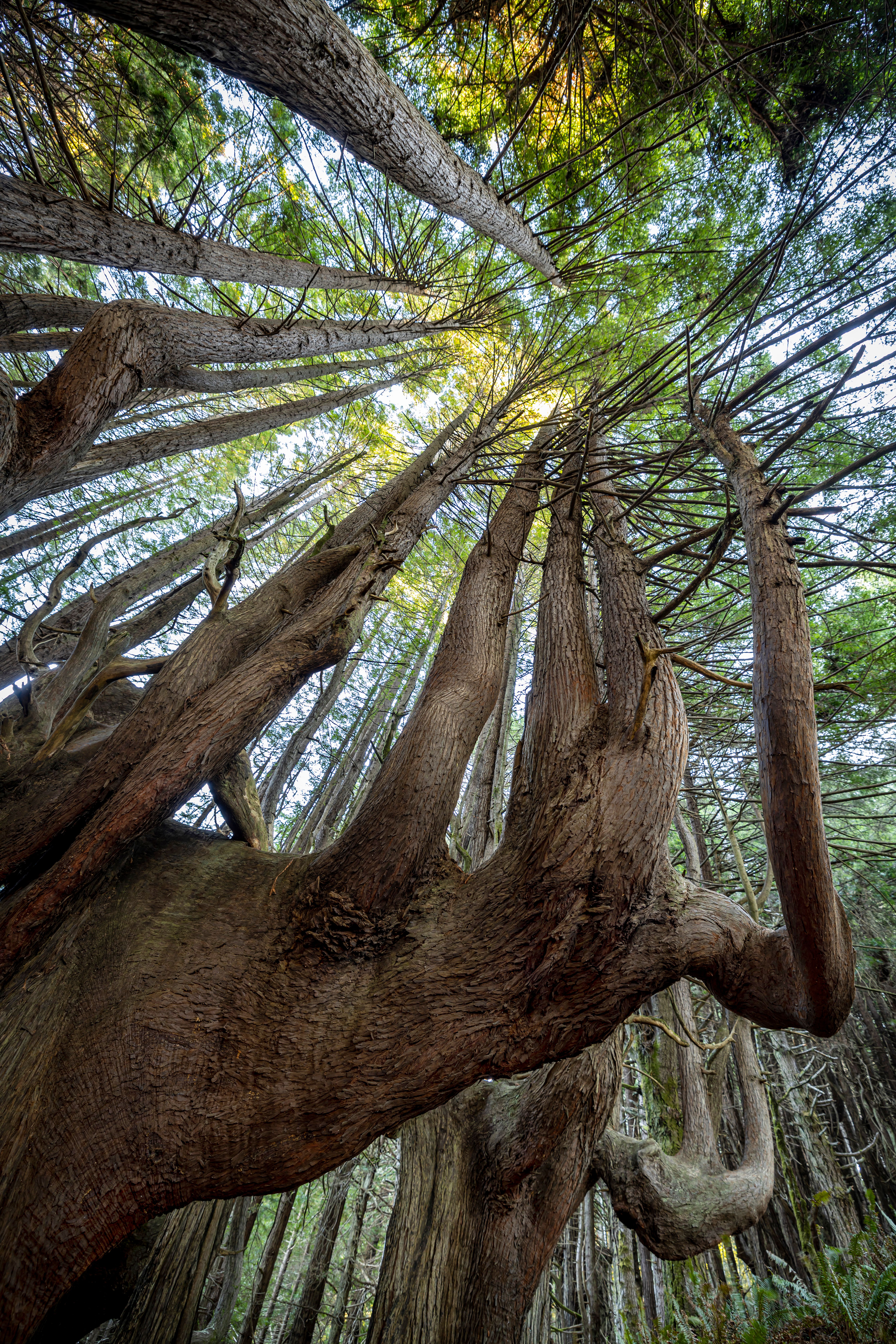 An ancient tree, gnarled and slow, reminds us that the deepest growth happens in silence.