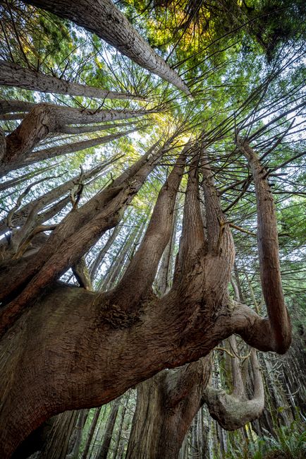 An ancient tree, gnarled and slow, reminds us that the deepest growth happens in silence.