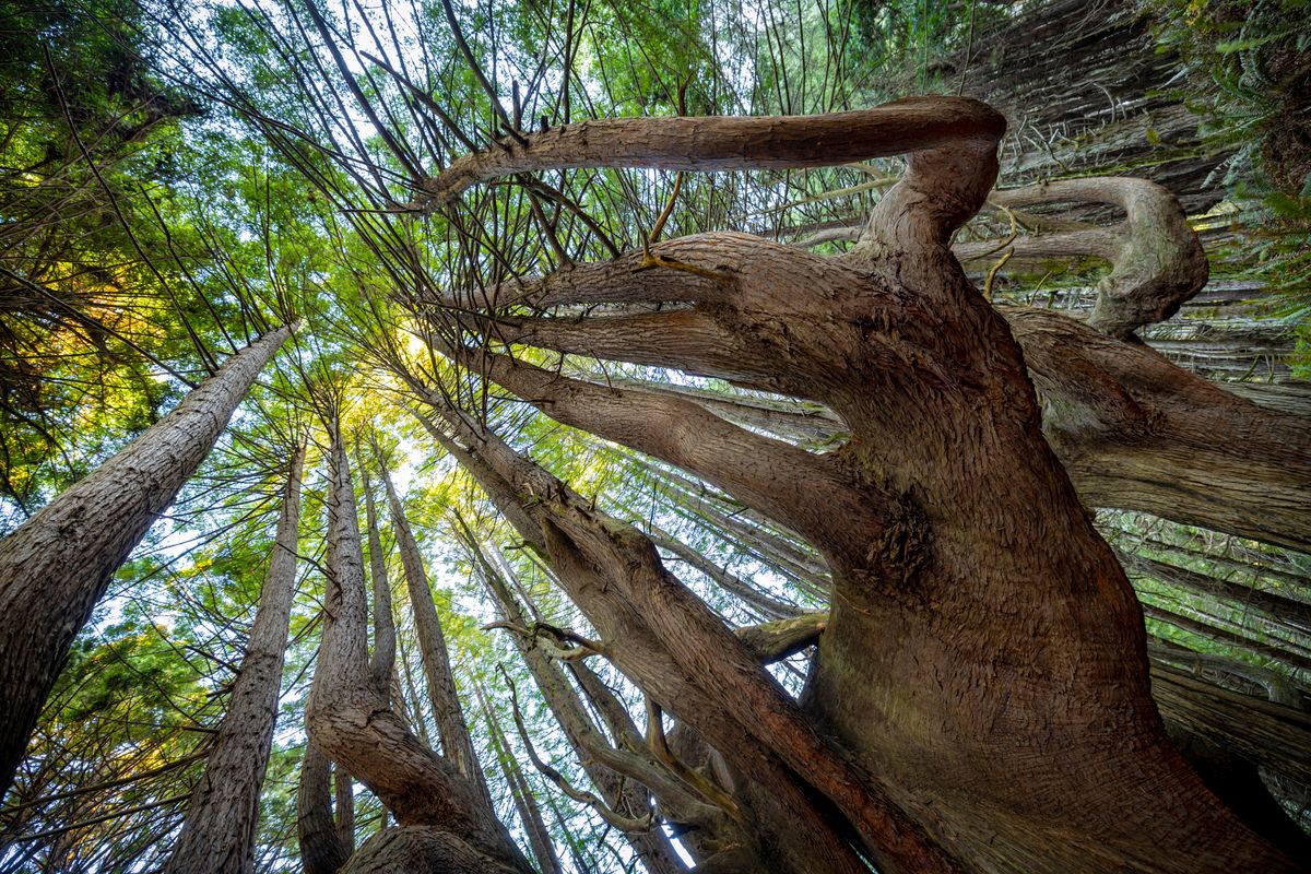 Winding canopy of towering redwood trees from a low angle perspective