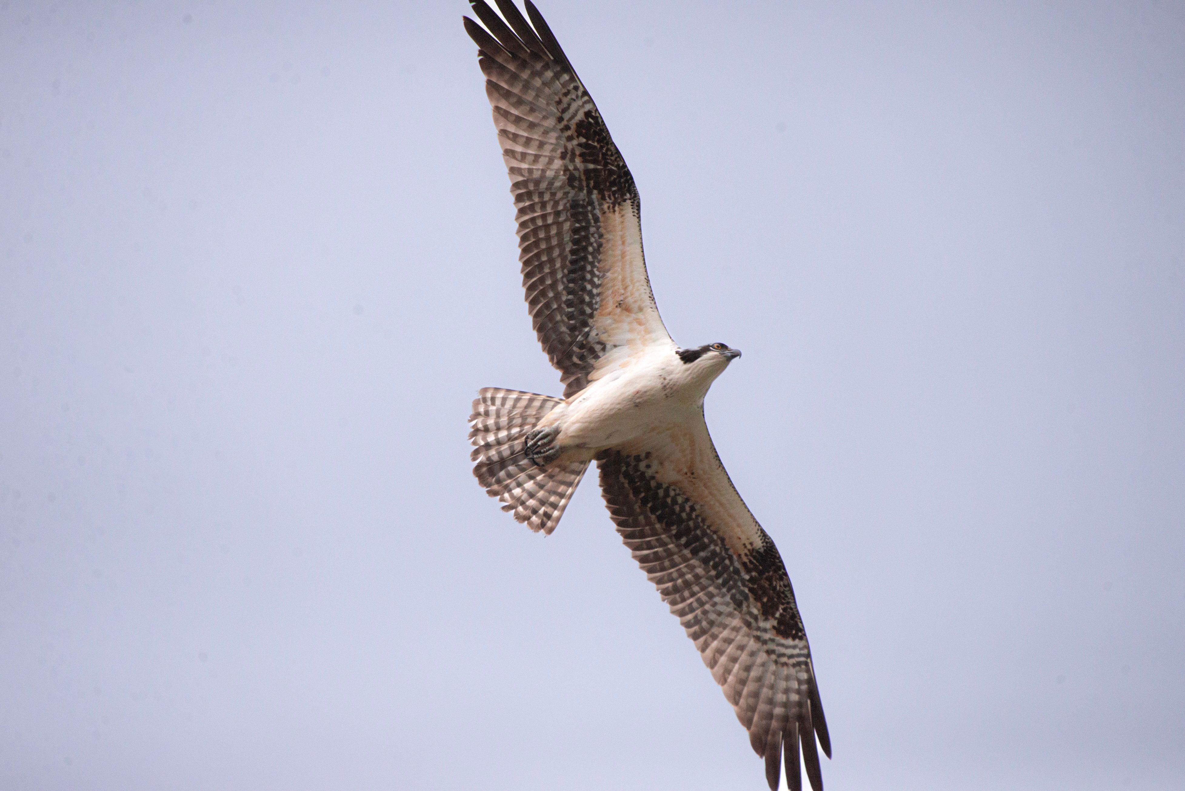 Majestic Osprey Soaring in Clear Blue Sky · Free Stock Photo