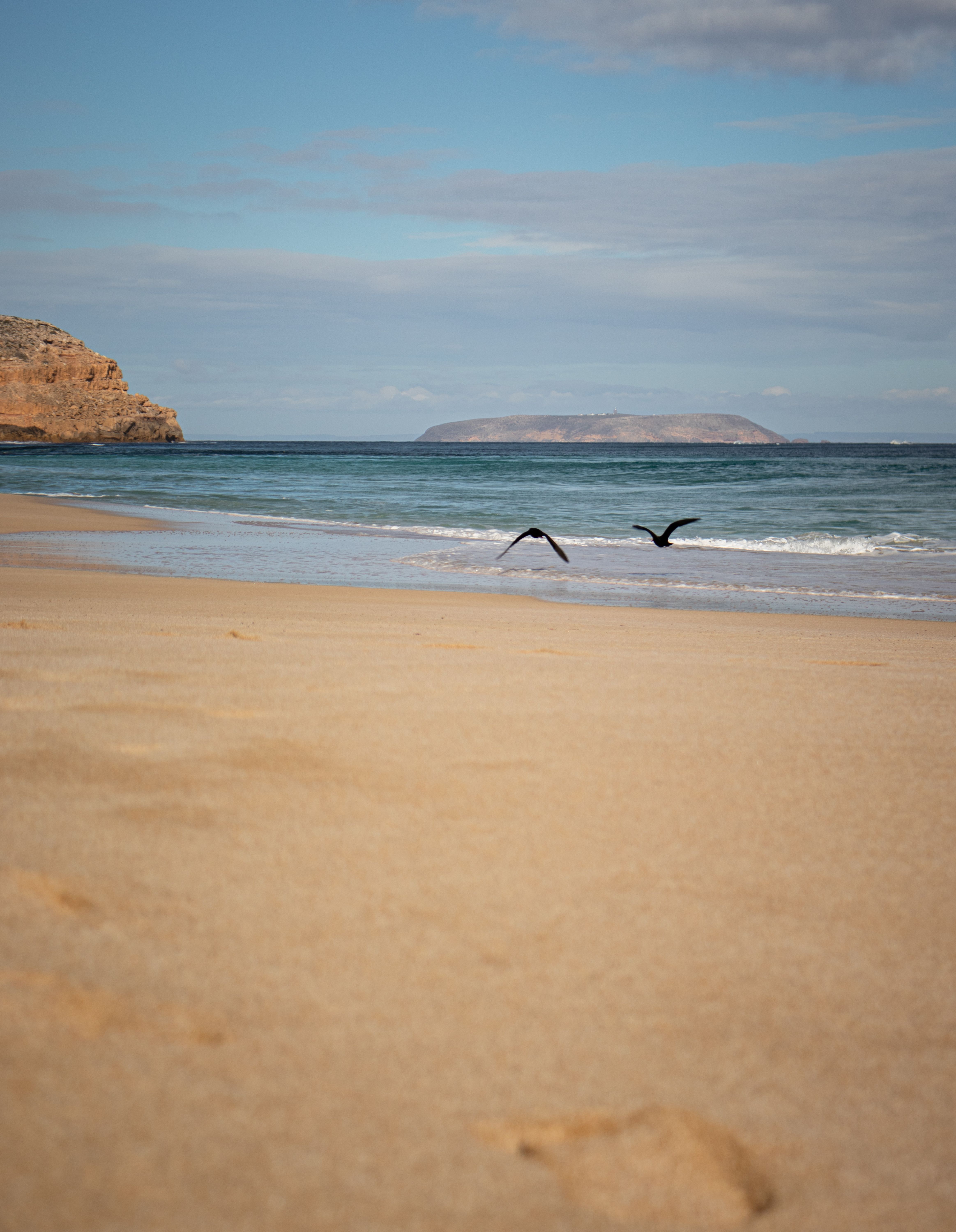 Serene Beach with Birds in Flight · Free Stock Photo