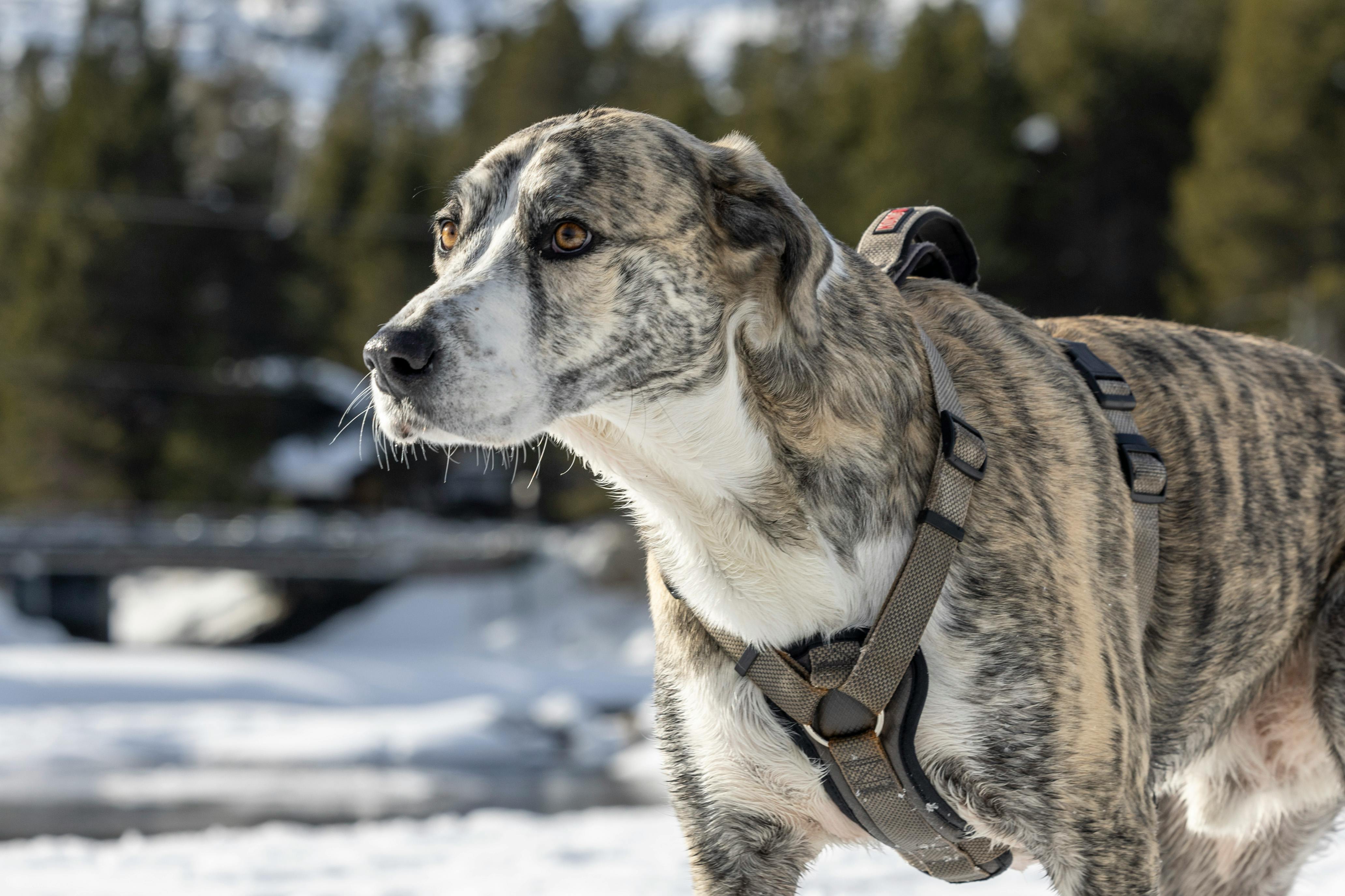 Brindle Dog on Snowy Outdoor Adventure