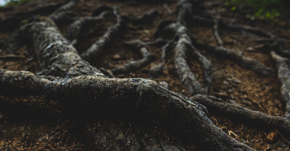 Entangled Tree Roots in Forest Landscape · Free Stock Photo