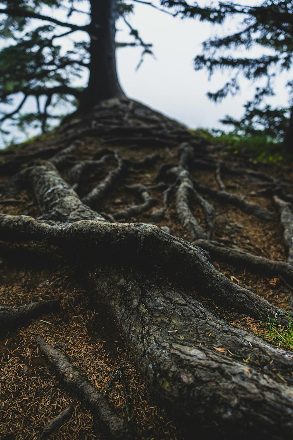 Entangled Tree Roots in Forest Landscape · Free Stock Photo
