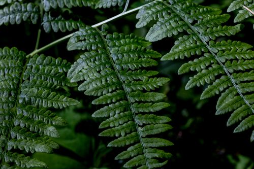 Free Detailed close-up of lush green fern leaves showcasing intricate textures. Stock Photo