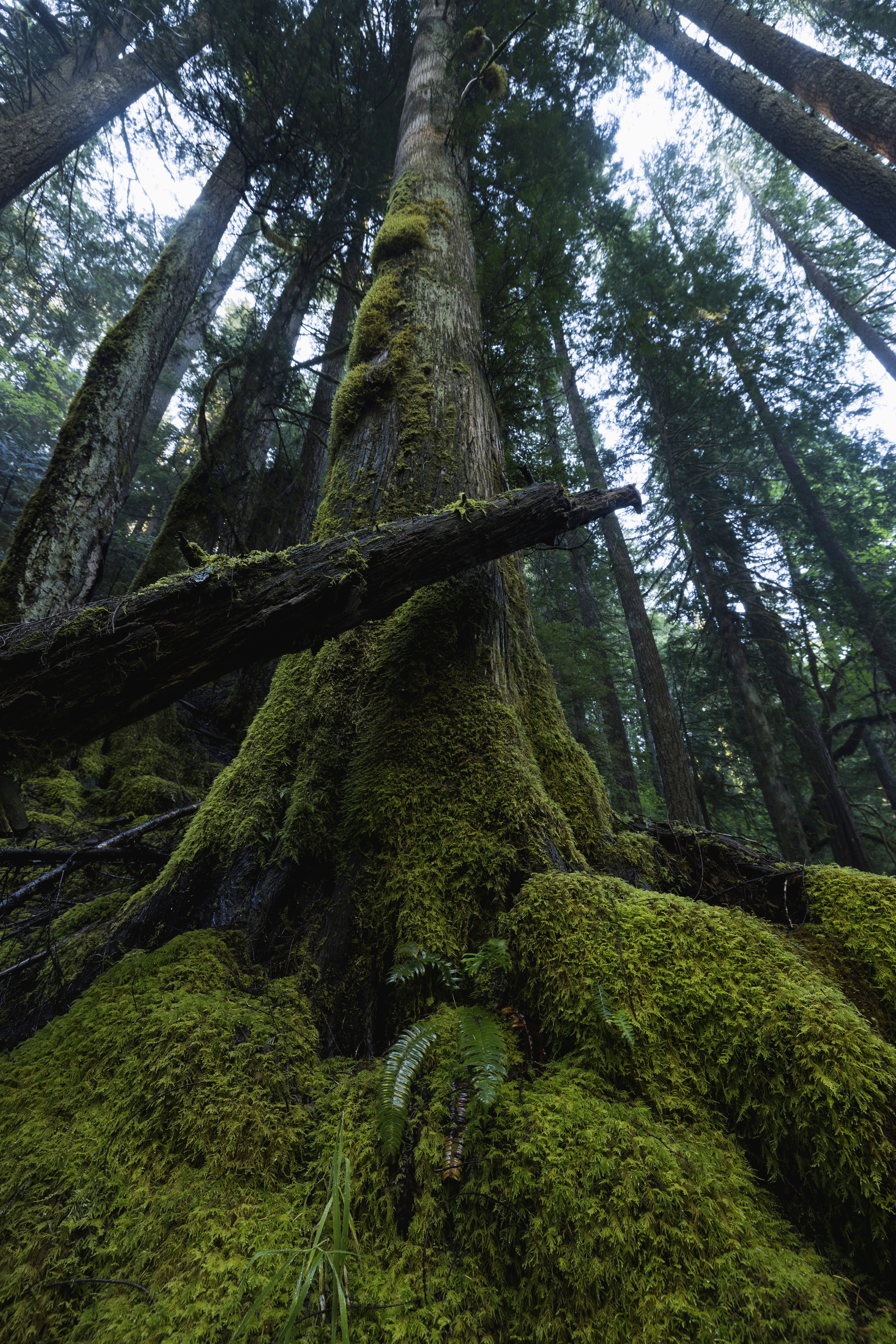 Majestic forest view with towering moss-covered trees reaching towards the sky.. pexels, majestic, forest