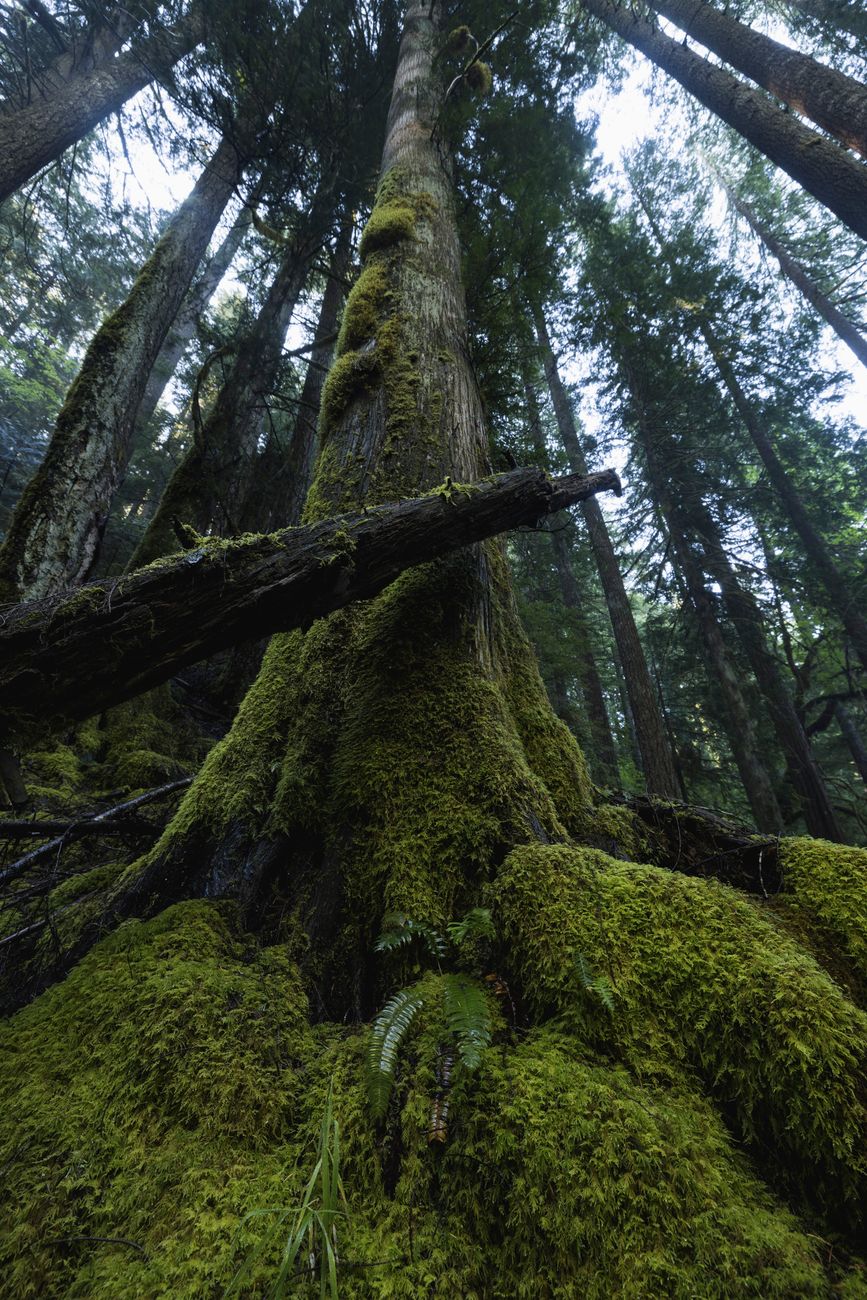 Majestic forest view with towering moss-covered trees reaching towards the sky.. pexels, majestic, forest