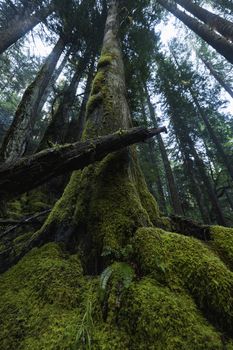 Majestic forest view with towering moss-covered trees reaching towards the sky.. pexels, majestic, forest