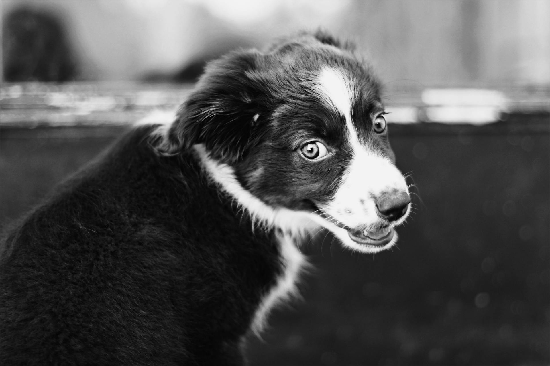 Australian Shepherd Puppy