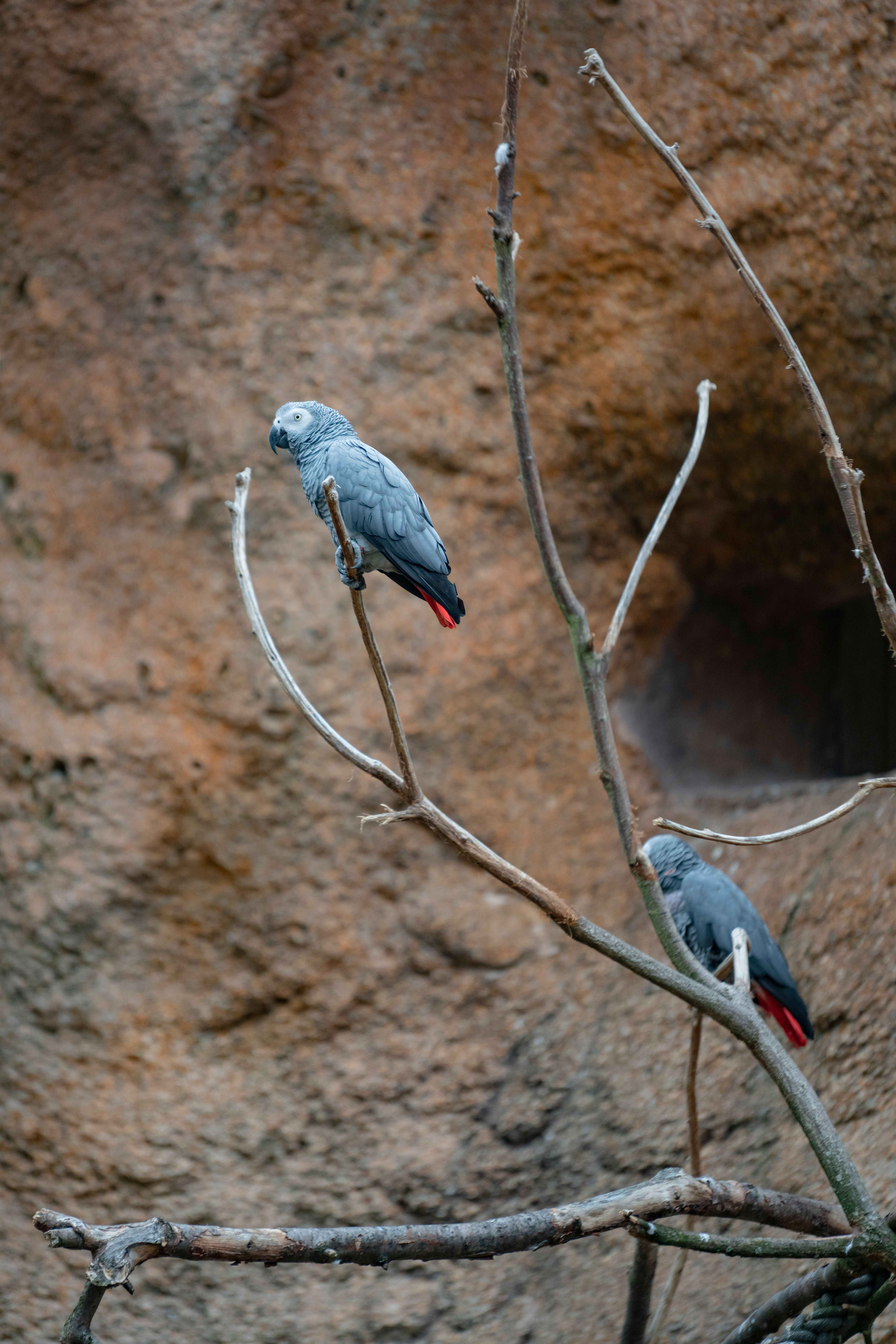 Best Bird Perches in 2026: 7 Real Picks for Healthy Feet