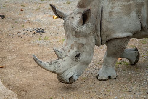 Free A close-up photo of a white rhinoceros on a dirt path, captured outdoors. Stock Photo