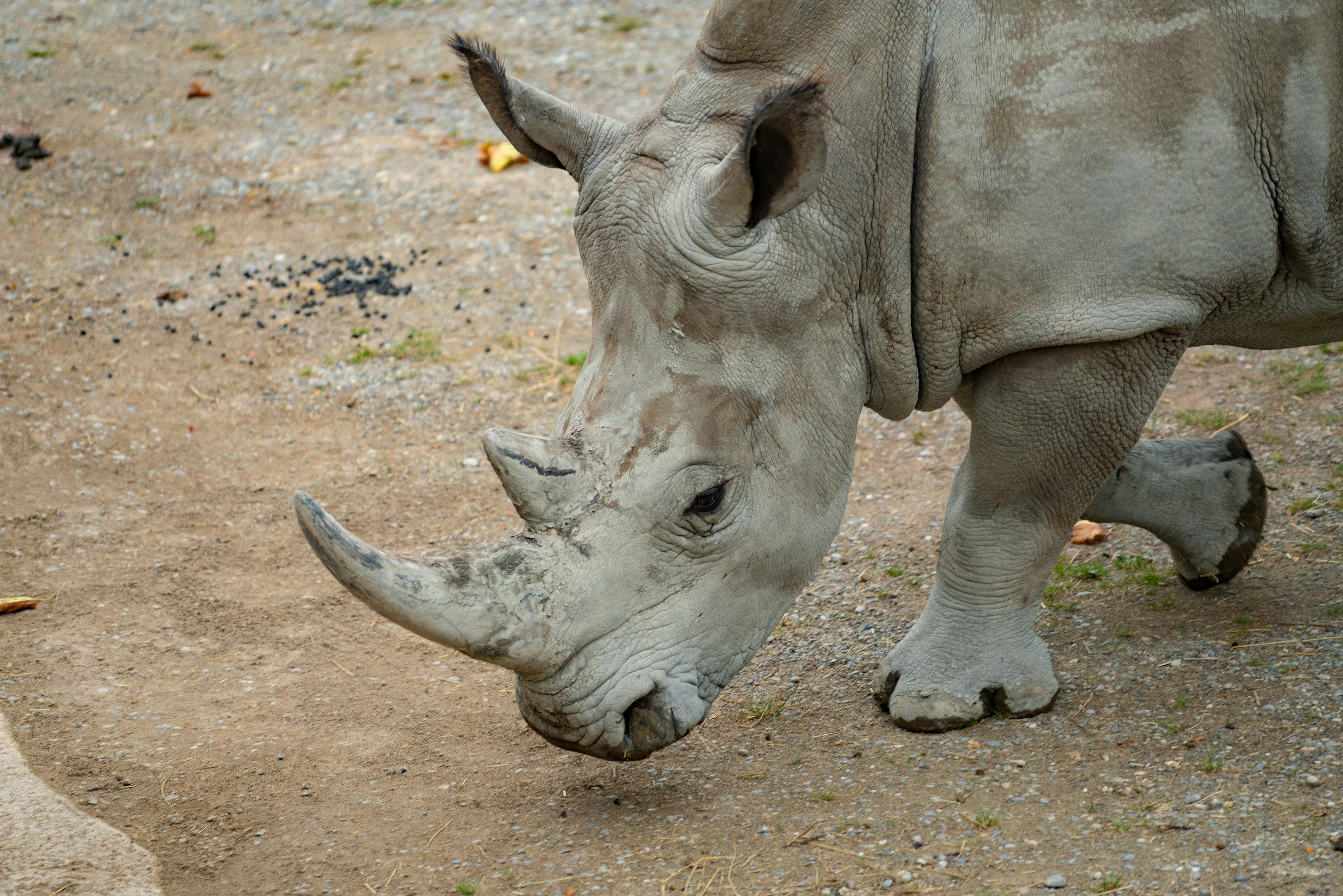 Gratuit Gros Plan D'un Rhinocéros Blanc En Extérieur Photos
