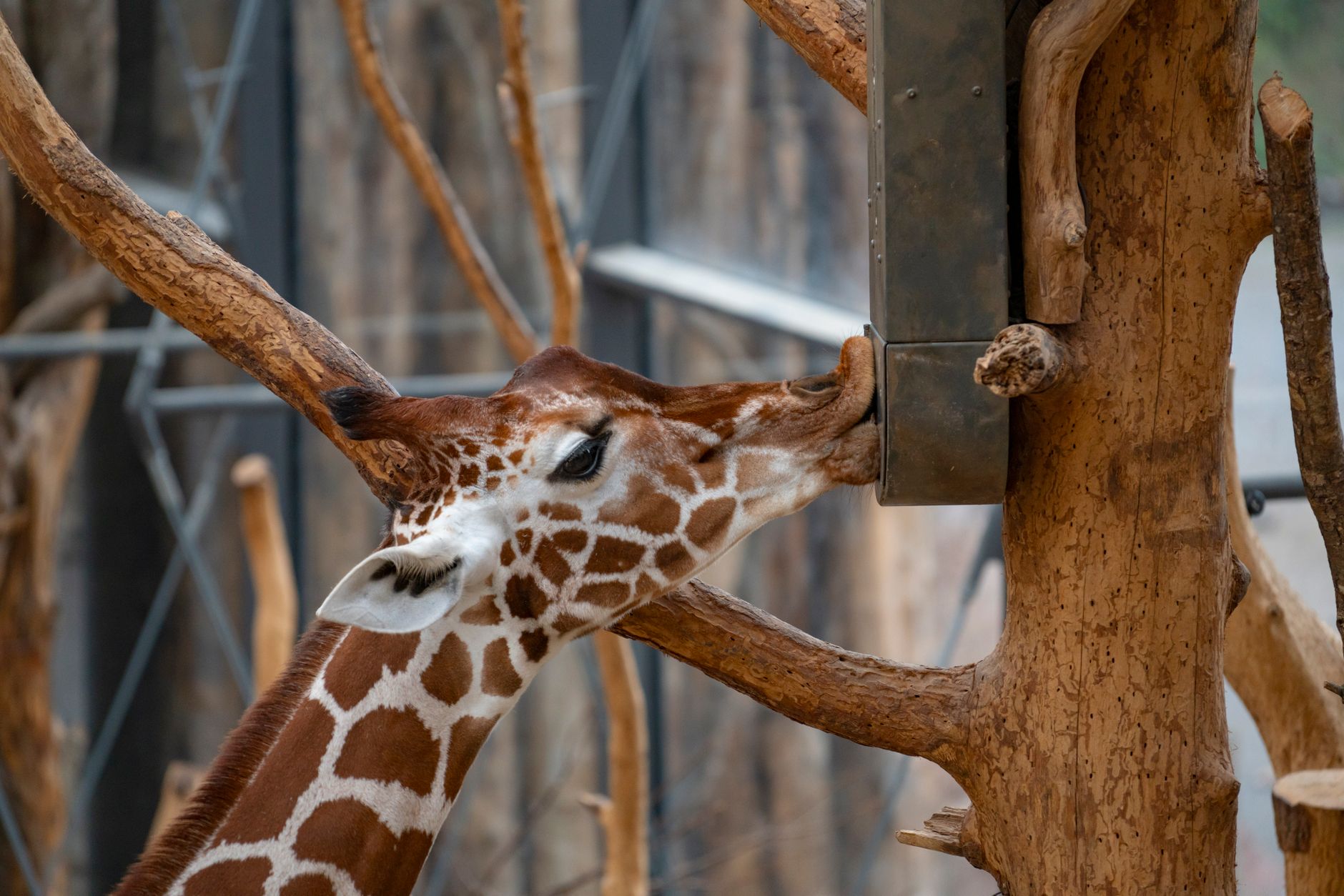 A giraffe reaching for food from a tree-mounted dispenser in a zoo enclosure.