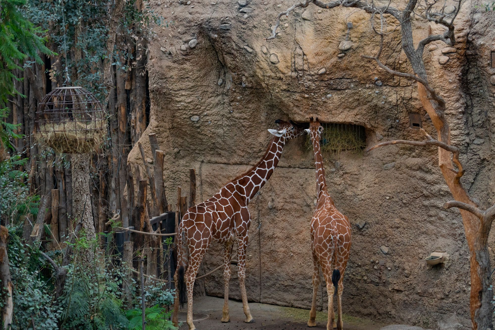 Two giraffes feeding inside a zoo enclosure with natural surroundings.