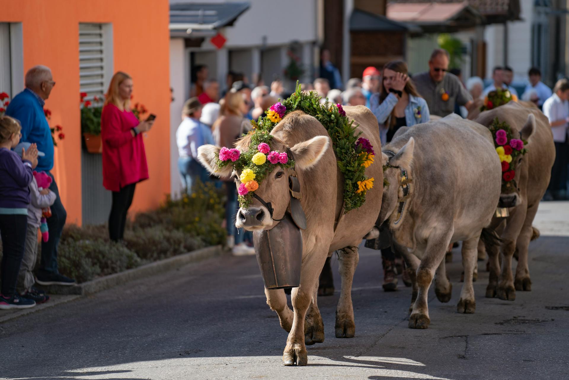 Traditional Swiss Cattle Parade with Flower Adorned Cows