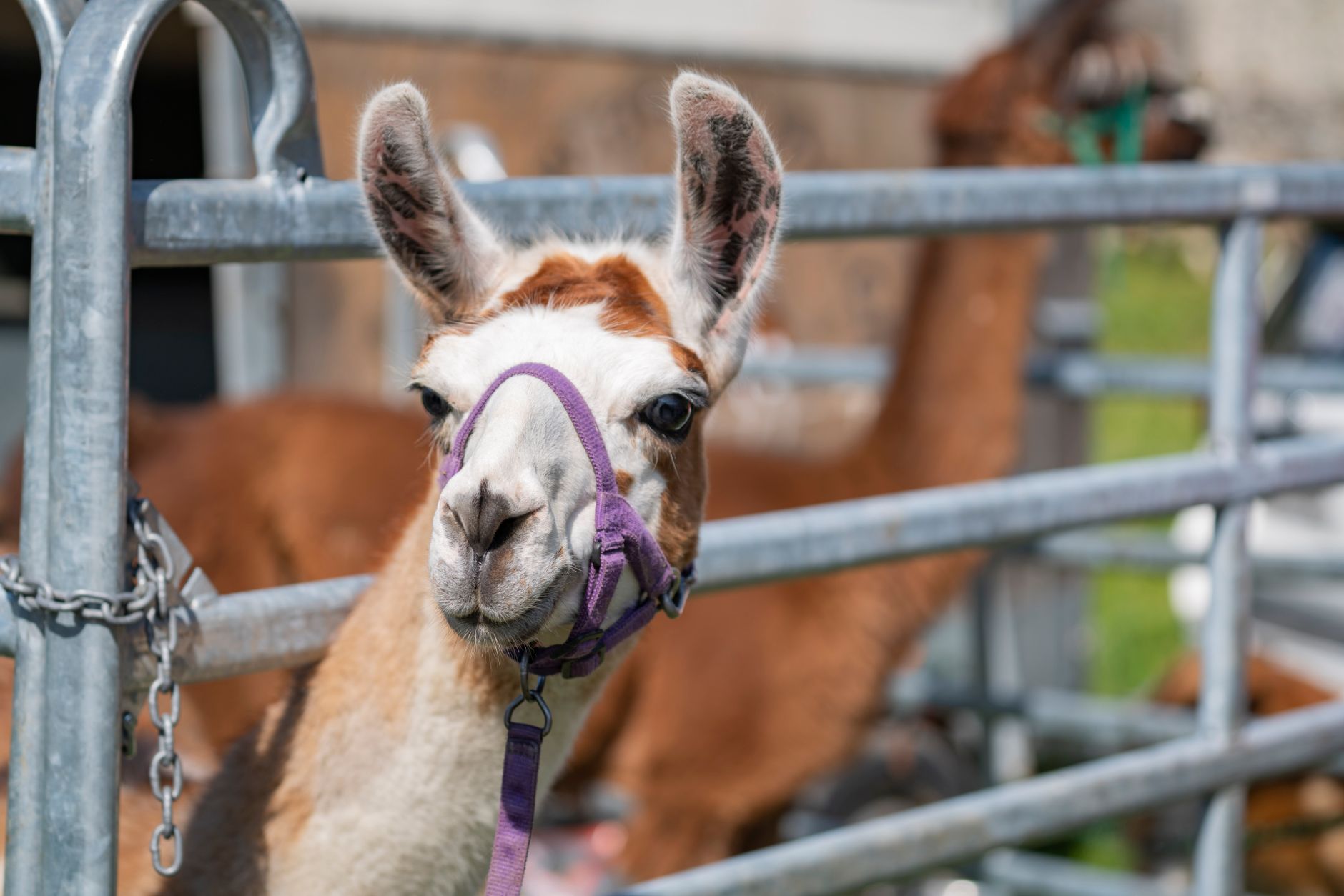 Llama 4 Scout API