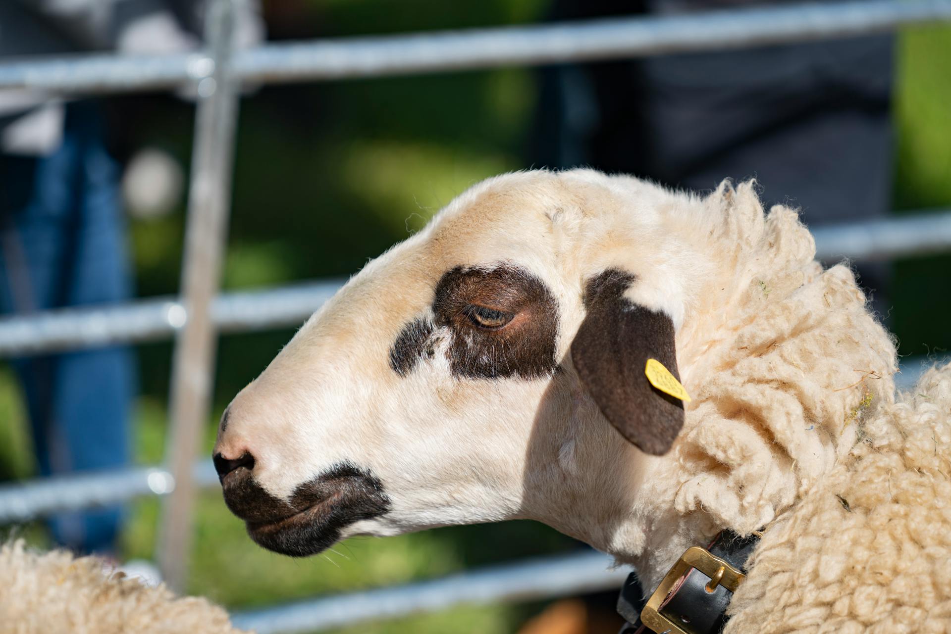 Close-up van een schaap met identificatiemerk in pen