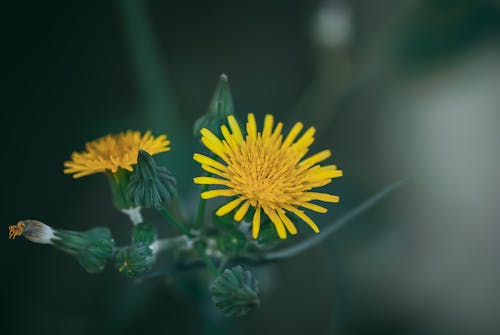 Free stock photo of 4k wallpaper, dark background, dark green