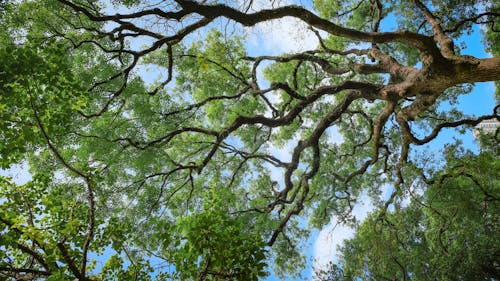 Green Trees