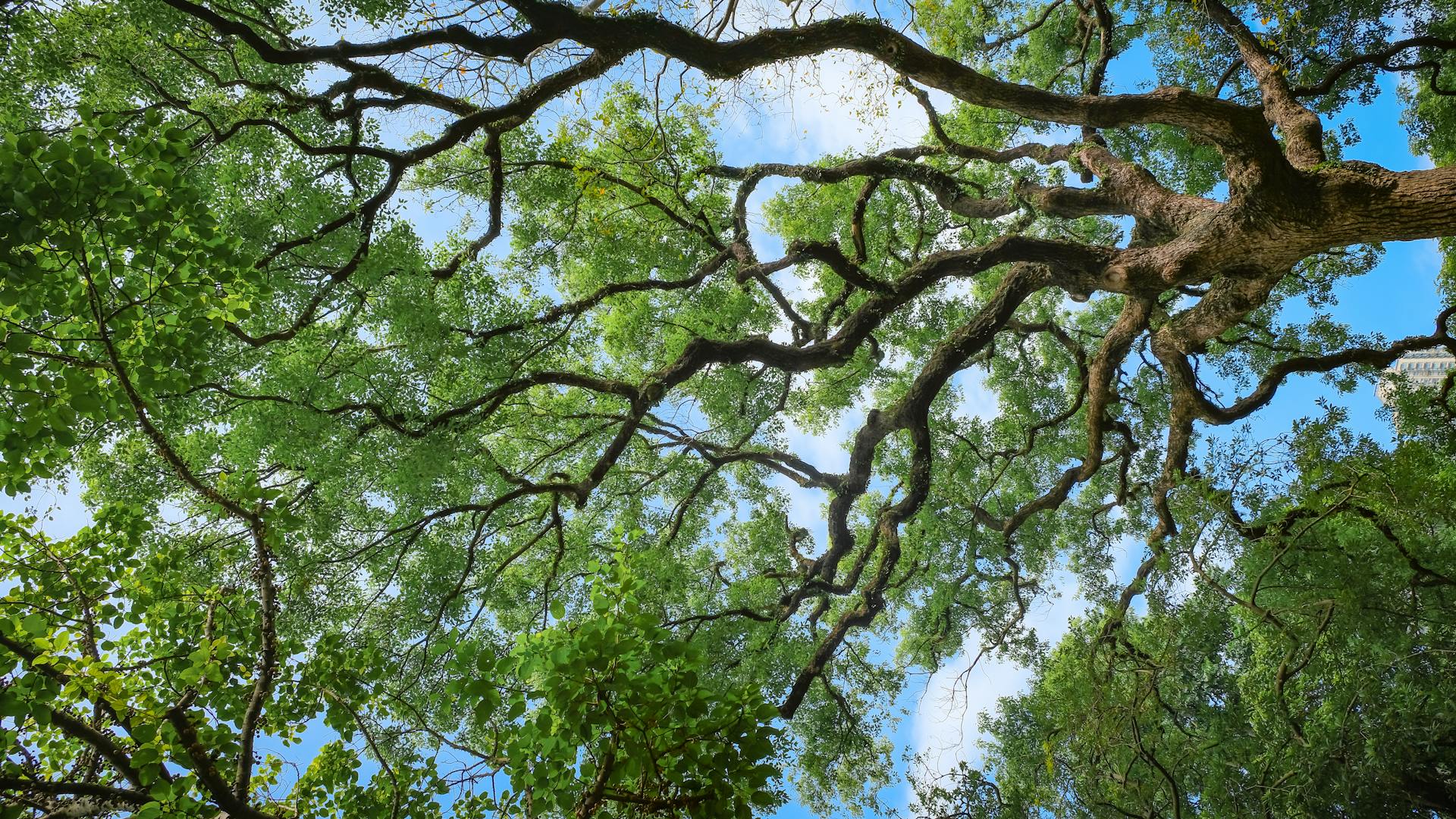 A low angle view of a vibrant green tree canopy against a clear blue sky in a Hong Kong park.