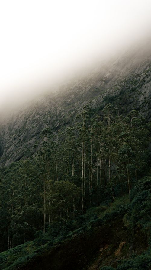 Free A serene landscape of a foggy forest in the hills of Munnar, Kerala, enveloped in mist. Stock Photo