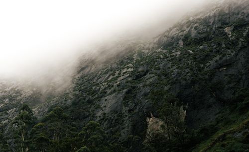 Free Foggy mountainside with trees and rocks in Munnar, India, enveloped in mist. Stock Photo