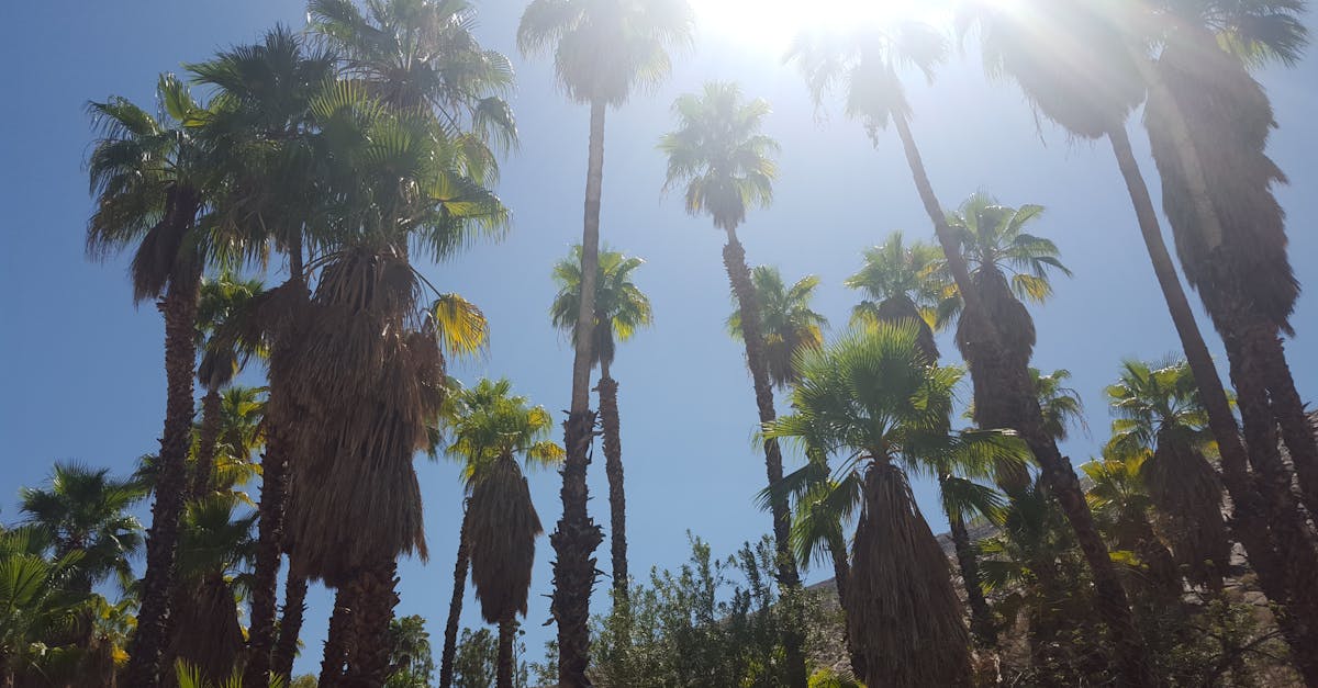 Free stock photo of desert, palm springs, palm trees