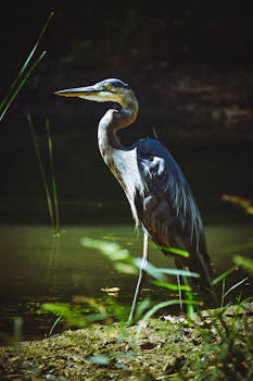 一只雄伟的大蓝鹭平静地站在湿地的湖边