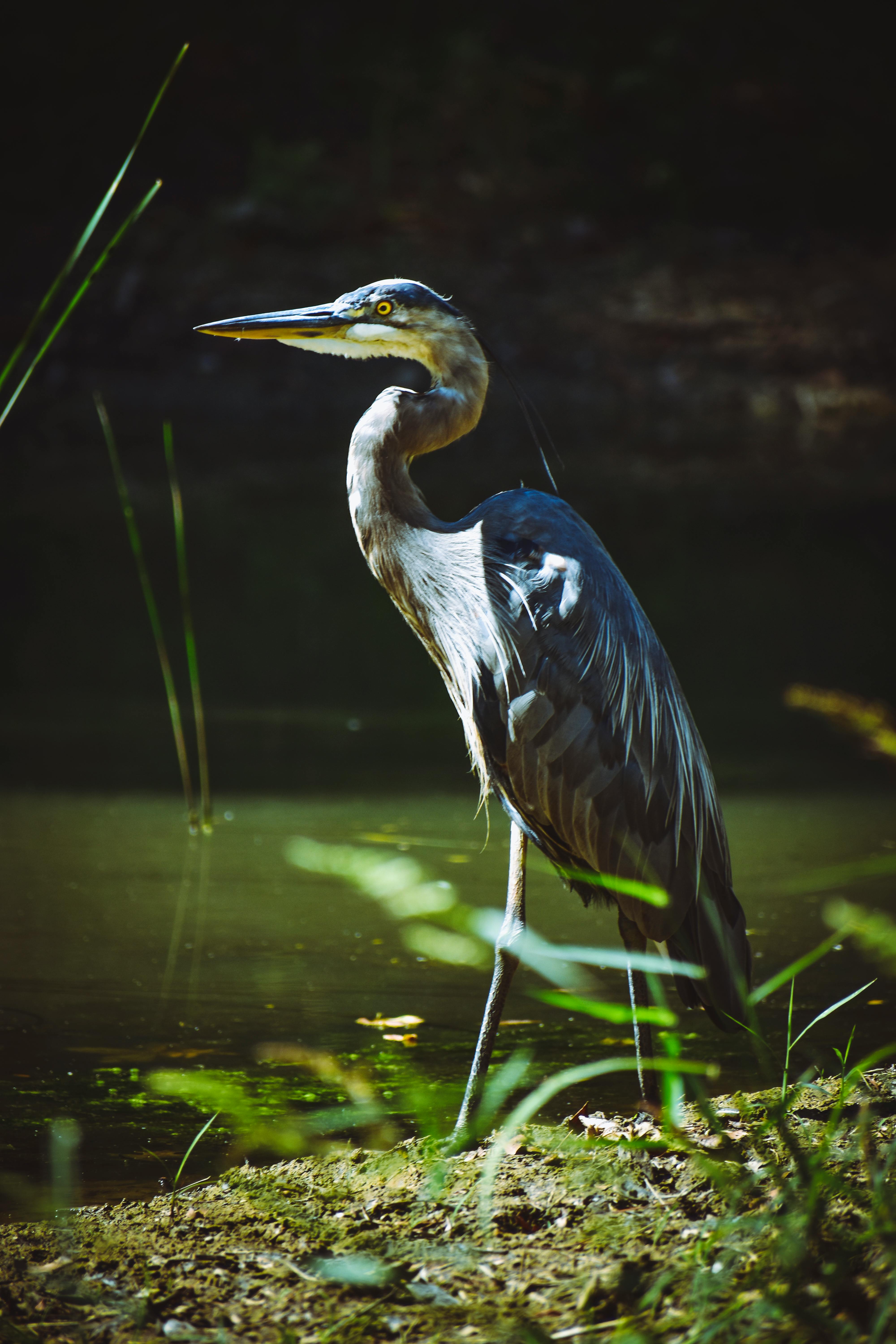 Black Egret · Free Stock Photo