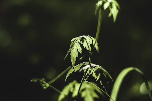 Бесплатное стоковое фото с зеленый, лес, лист