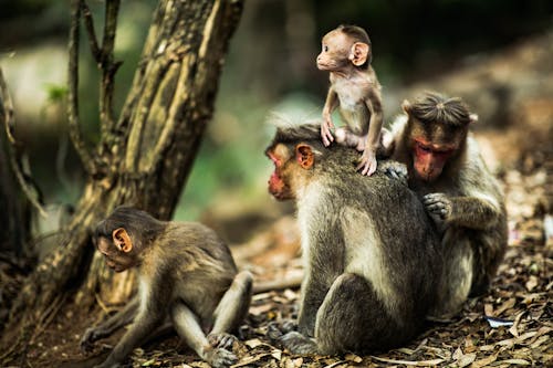 Ilmainen kuvapankkikuva tunnisteilla apina, apinan poikanen, apinat