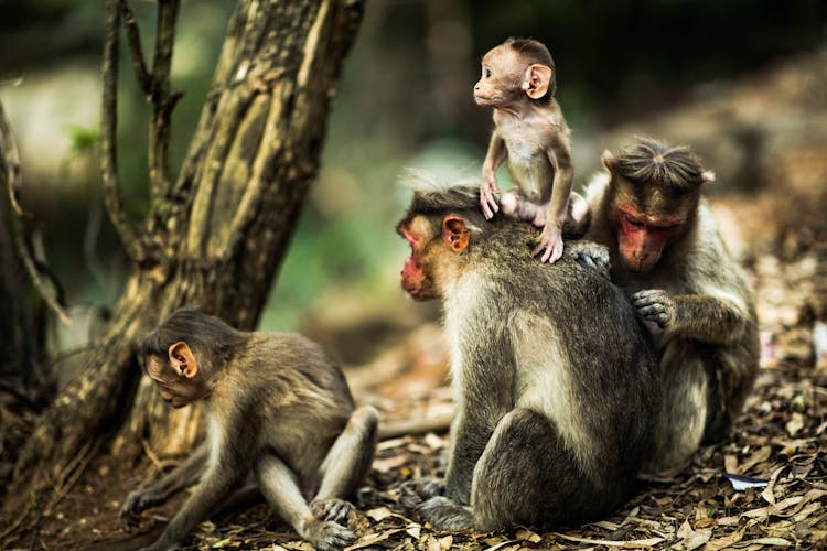 Grey And White Monkeys Sitting Near Tree