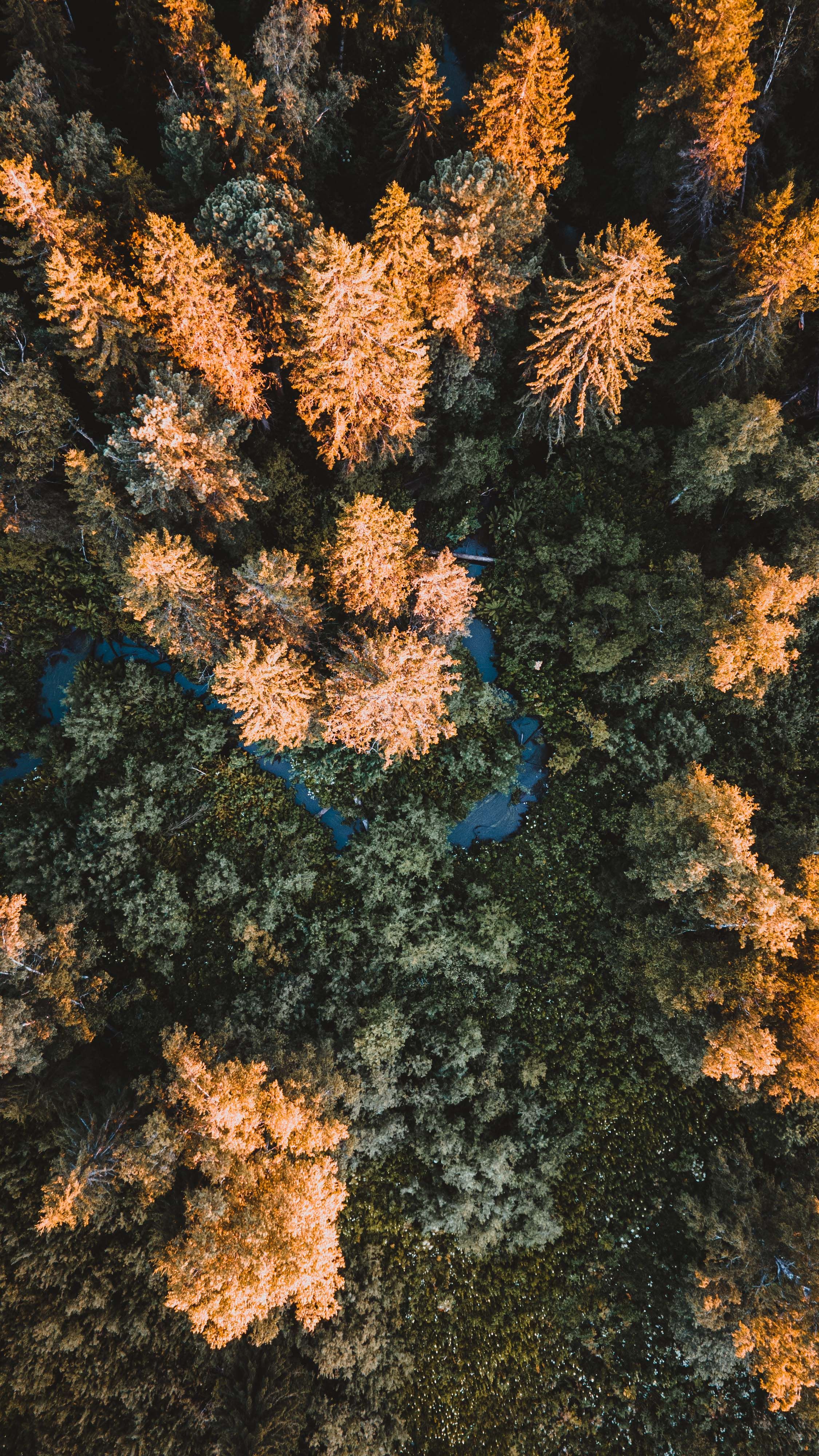 Stunning aerial view of vibrant autumn foliage and a winding river through dense woodland.