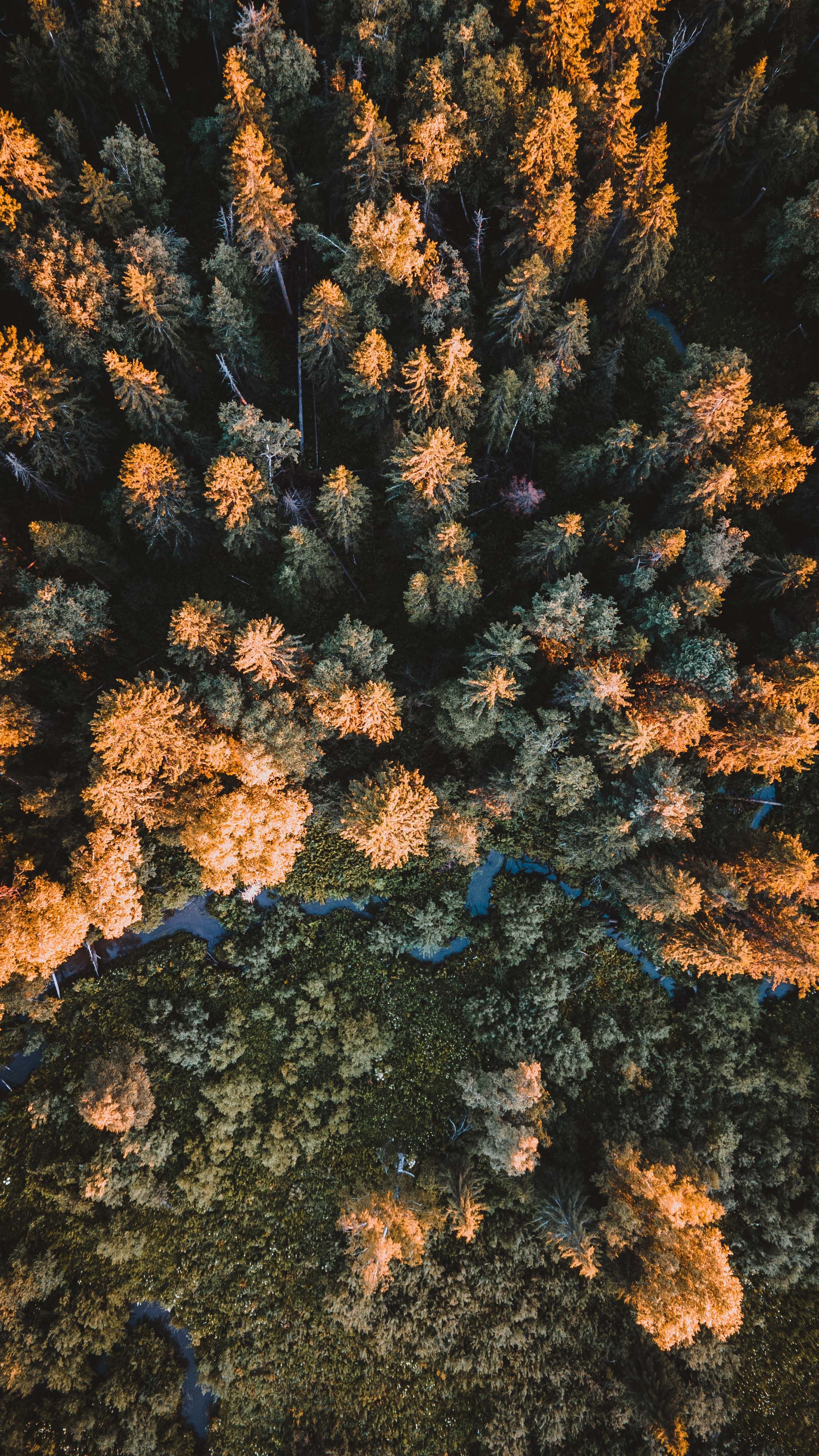 A breathtaking aerial view capturing an autumn forest with a winding stream.