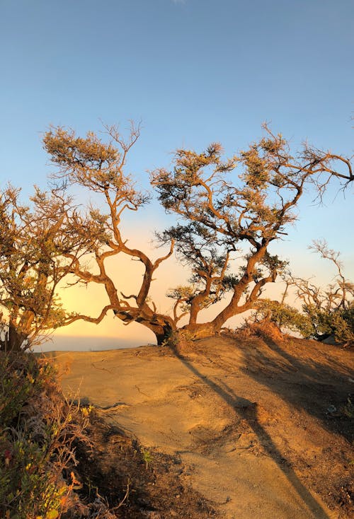 Close-Up Shot of a Tree