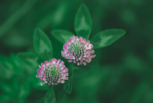 Free stock photo of 4k wallpaper, blooming flowers, dark background