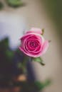 精致的粉色玫瑰花蕾，采用柔焦效果，非常适合浪漫和植物主题