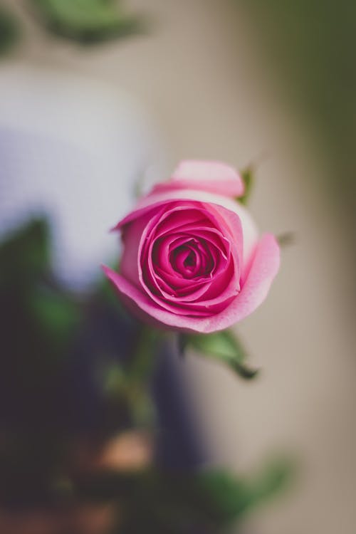Free Pink Rose Flower Stock Photo