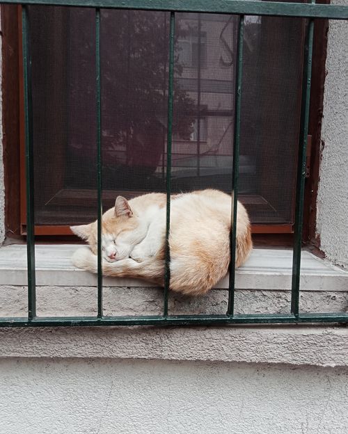 Free A peaceful stray cat sleeping on a window ledge behind a fence in Istanbul, Türkiye. Stock Photo