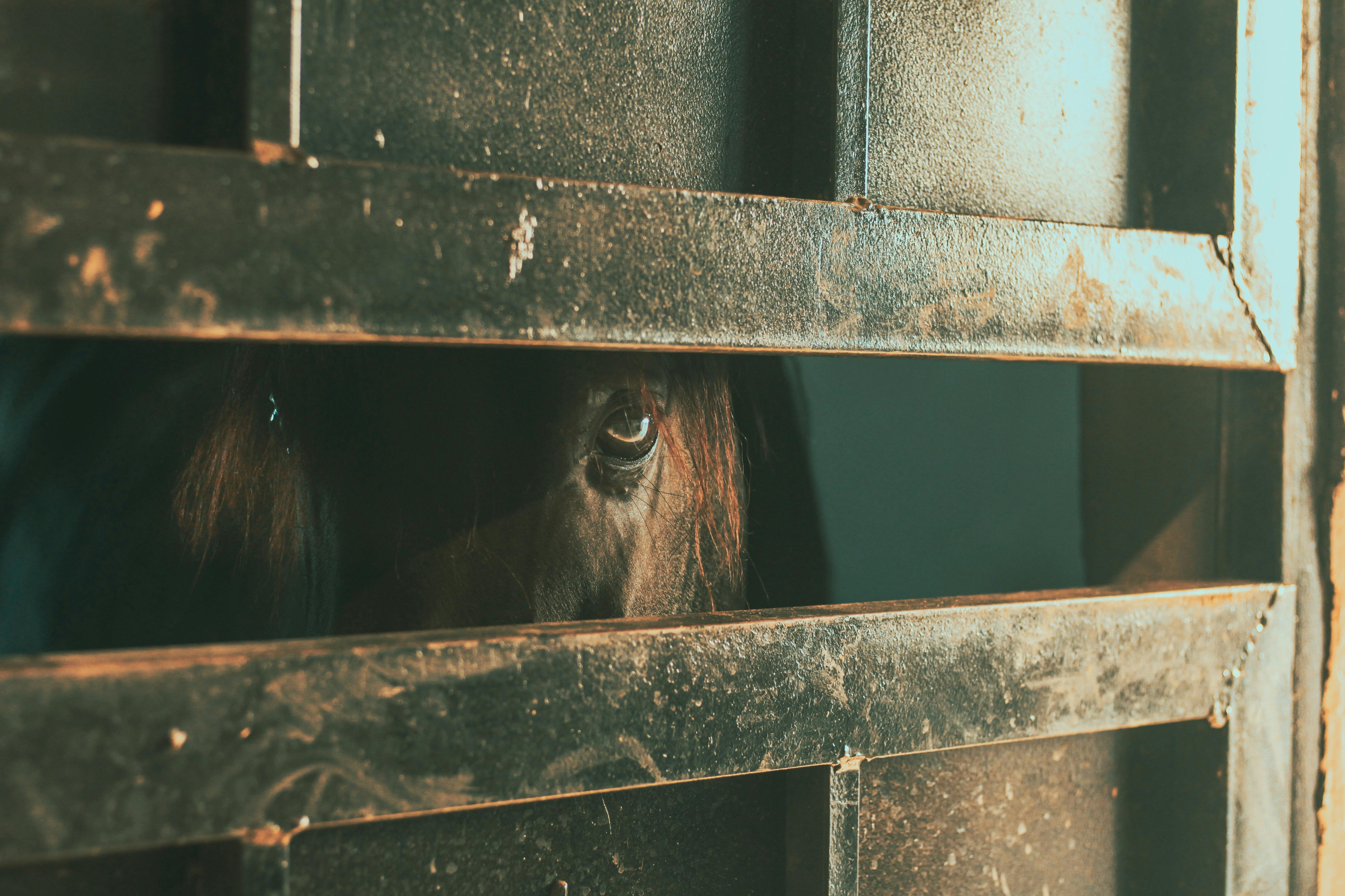 ‘Todd’s sort of lead horse’: Trump’s former criminal defense lawyer ascends DOJ — Photo by Hasan Abwini on Pexels
