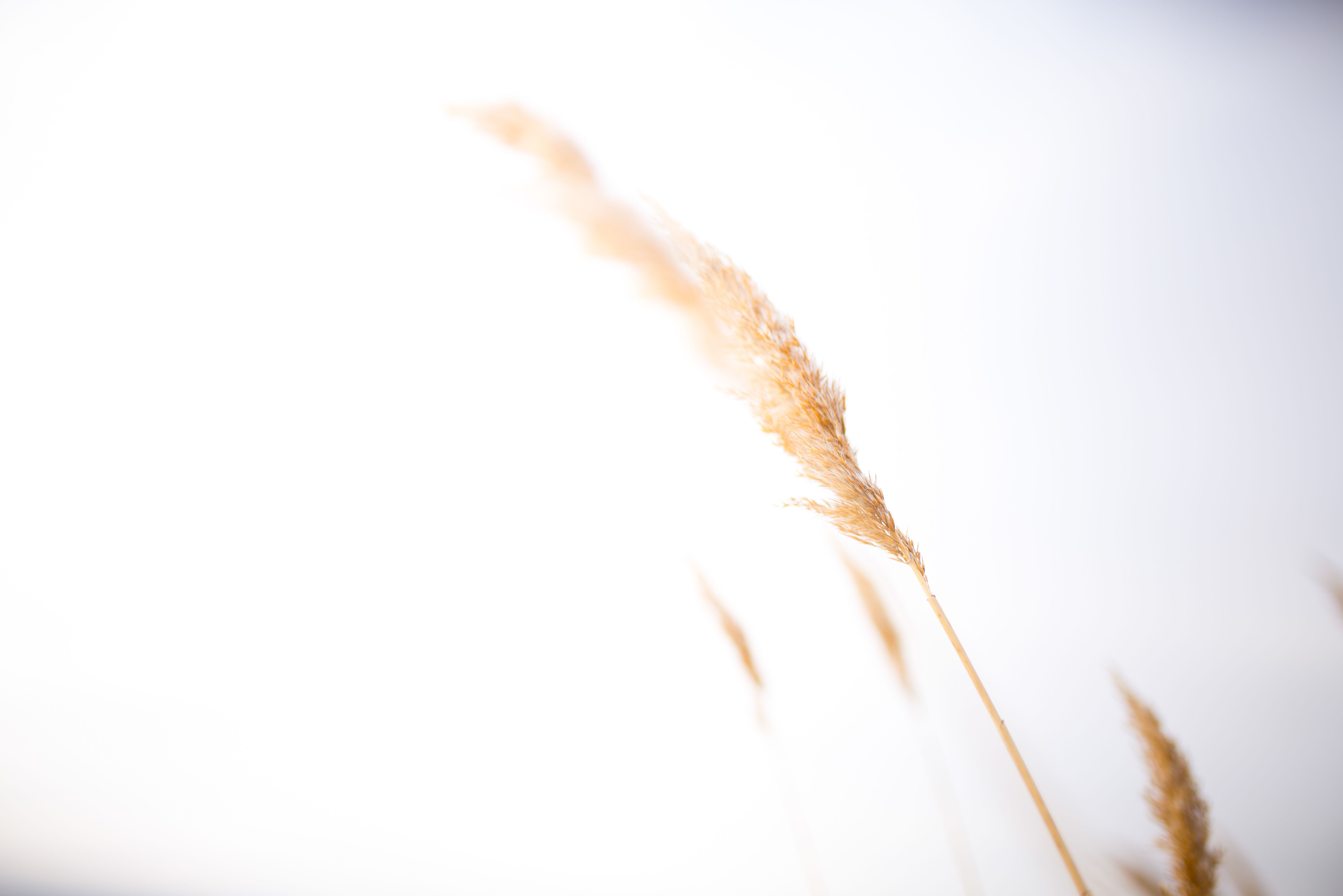 Free Stock Photo Of Nature Nature Photography Wheat