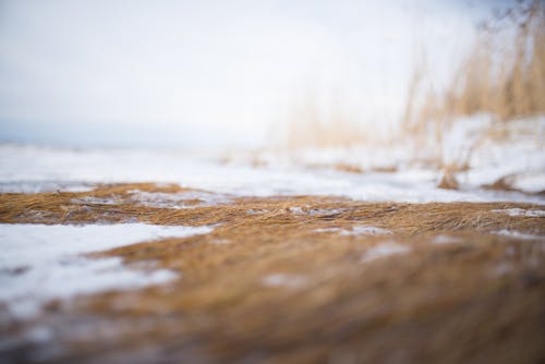 Free stock photo of cold, nature, nature park