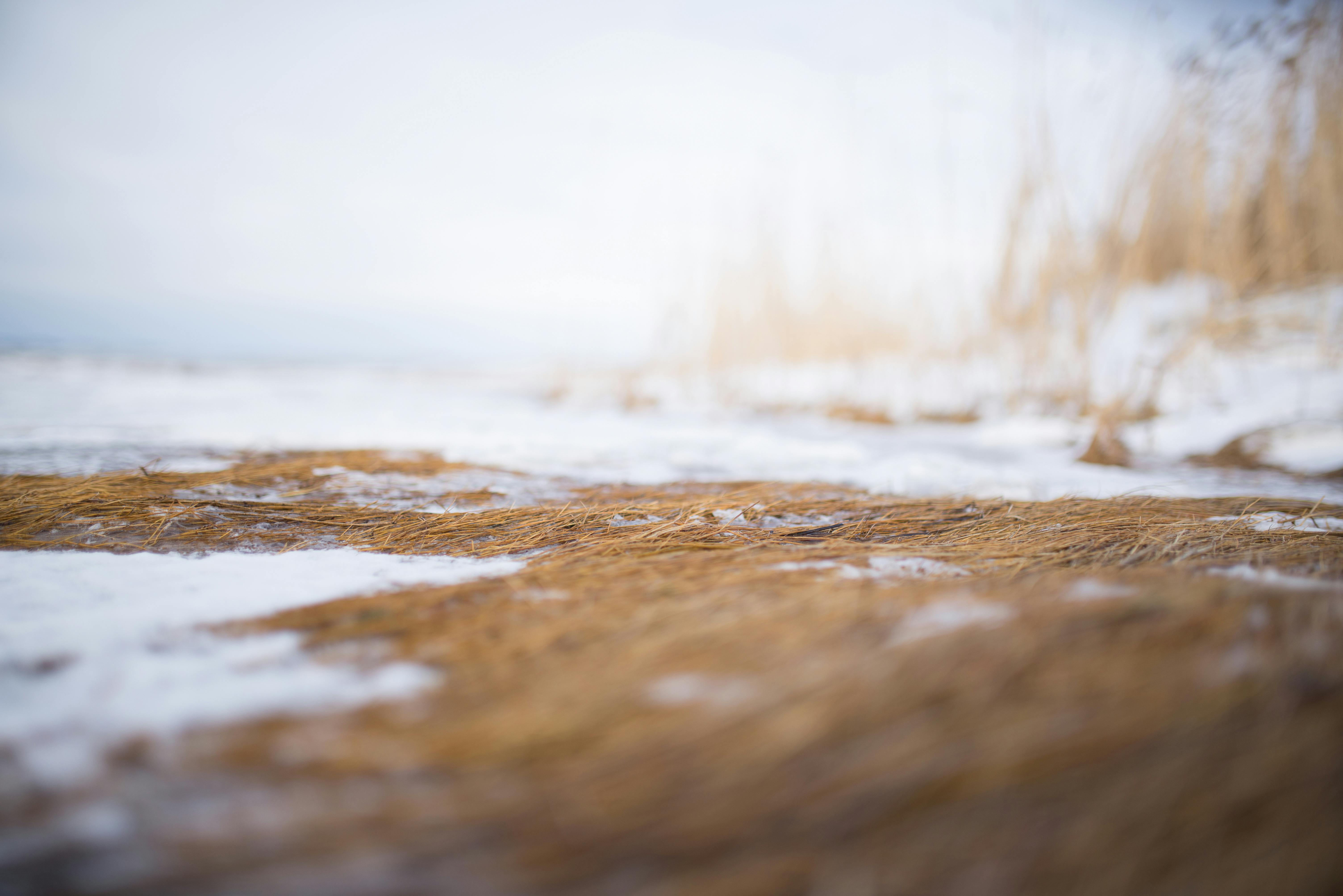 Foto Gratuita Di Fotografia Della Natura Freddo Inverno