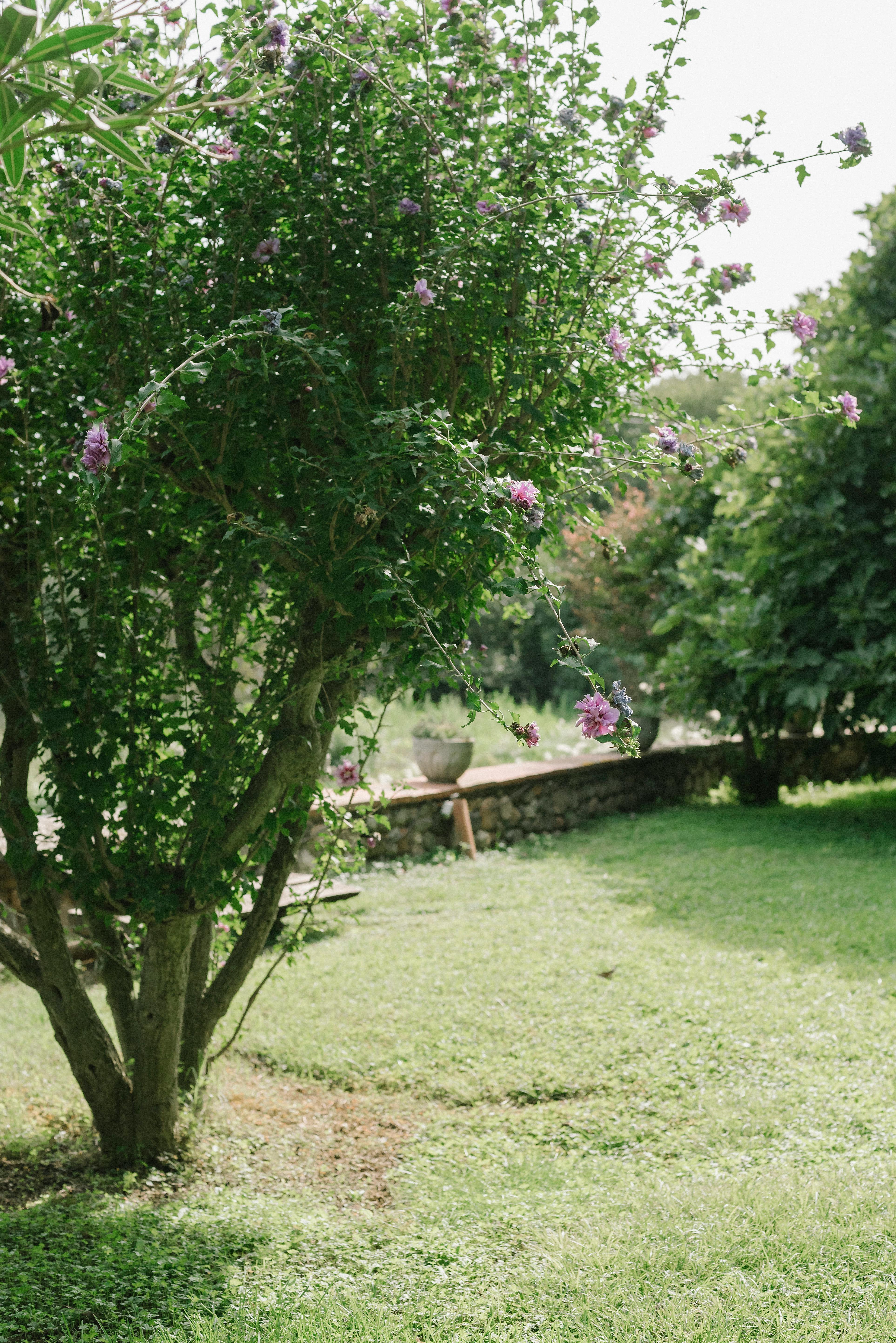 grátis Jardim Tranquilo Com Arbusto Florido Foto profissional