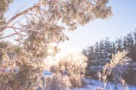 冬日风景秀丽，霜冻的树木间阳光透过冰冷的树枝闪耀