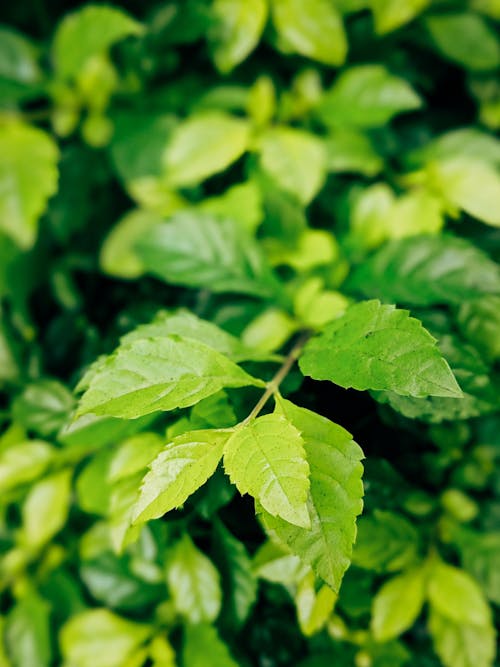 Free Overhead Shot of Fresh Green Leaves of a Plant Stock Photo