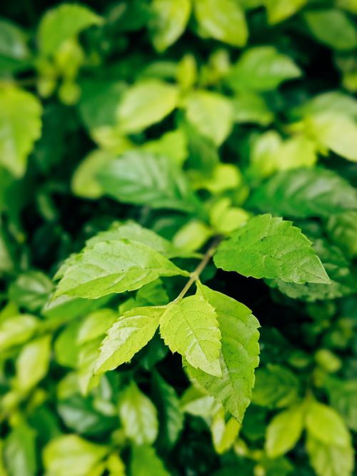 Free A close-up view of vibrant green leaves showcasing natural textures and freshness. Stock Photo
