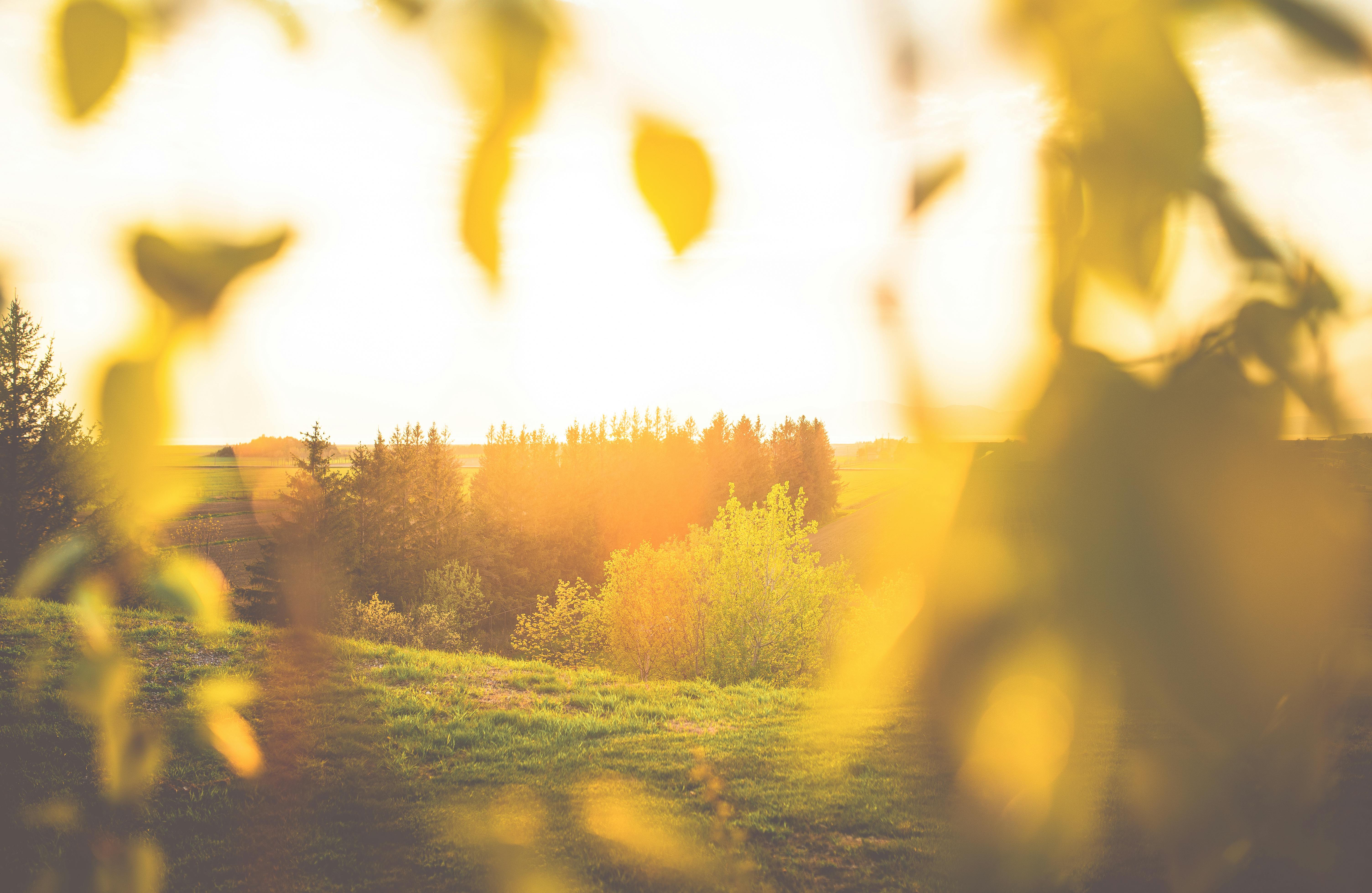 selective focus photography of tall trees